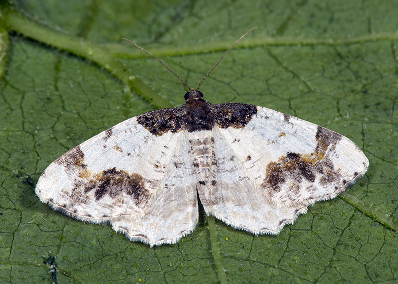 Ligdia adustata, Geometridae